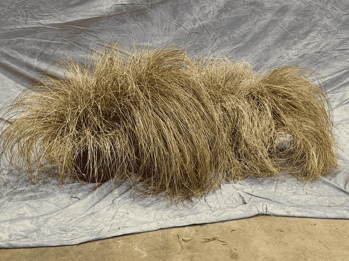 Weeping Brown Sedge