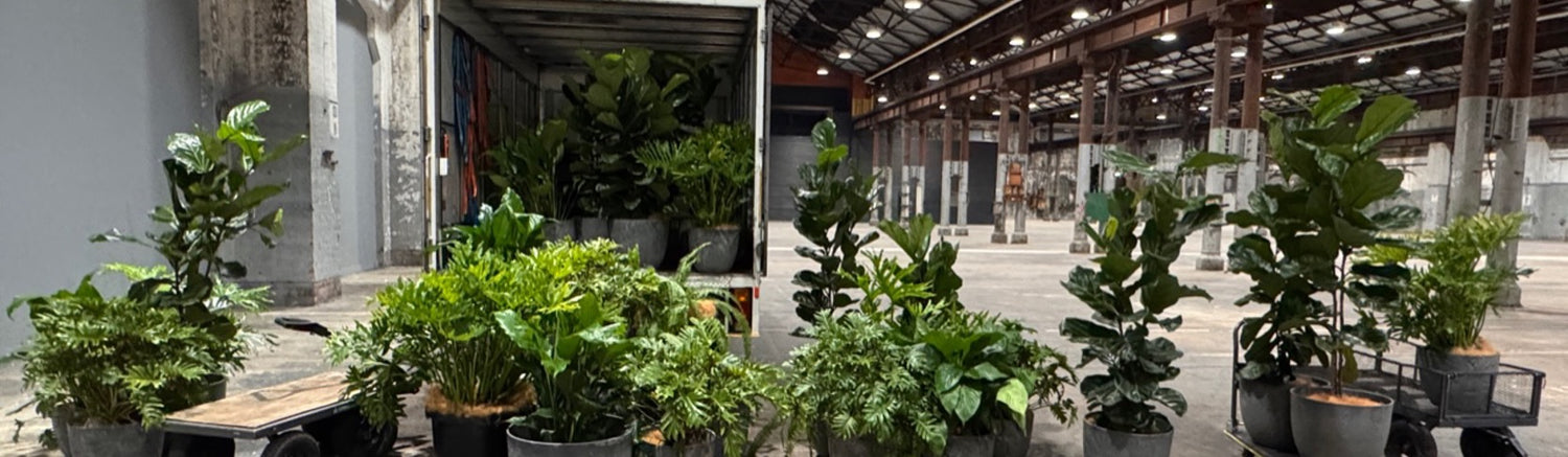Frank's Plantorium