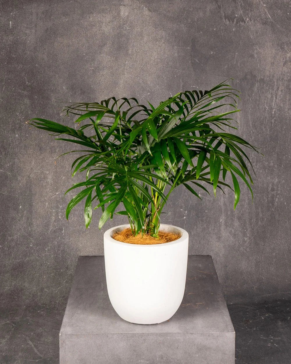 Cascade Palm (Chamaedorea cataractarum)