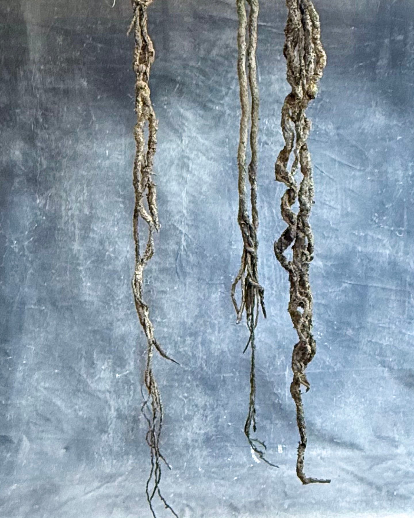 Cave Vine