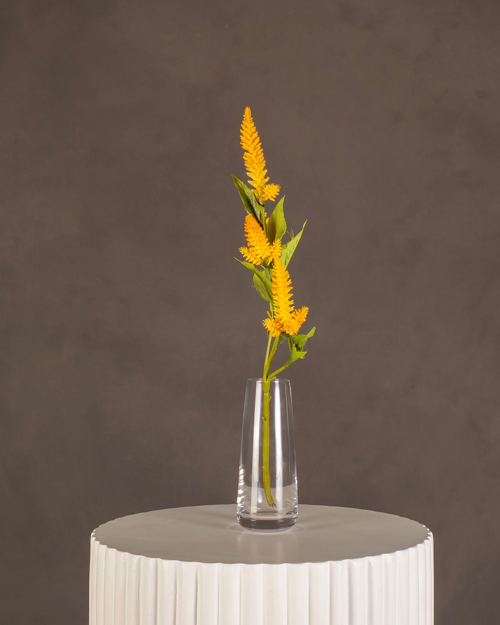 Celosia ‘Century Yellow’