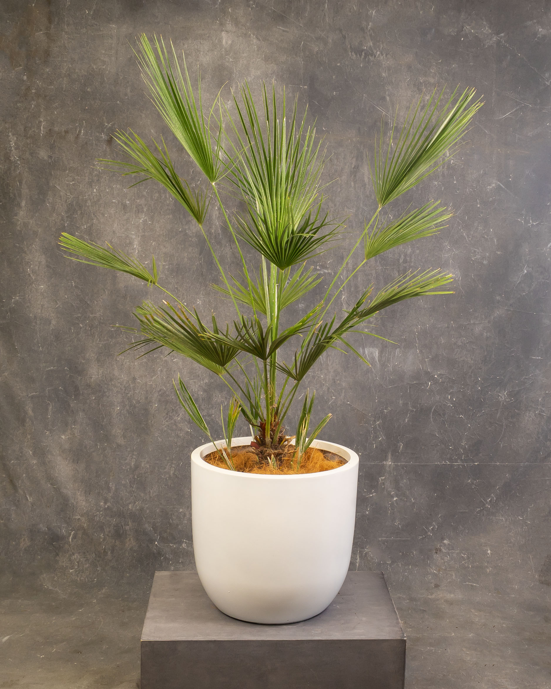 European Fan Palm