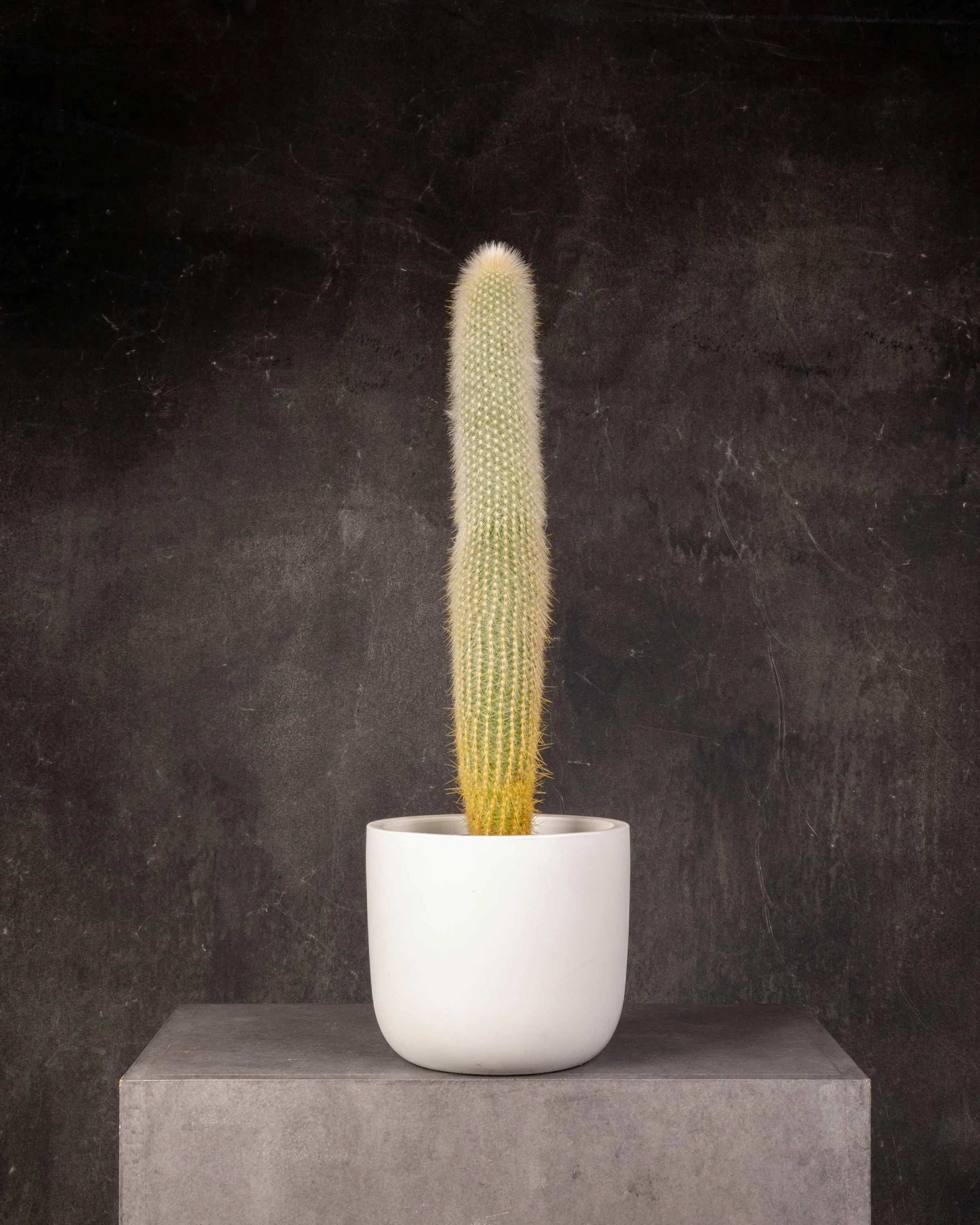 Silver Torch Cactus