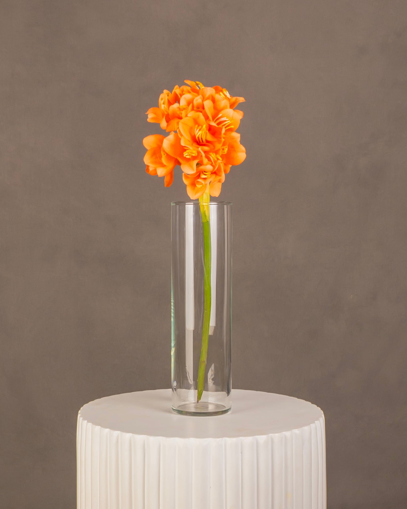 Clivia