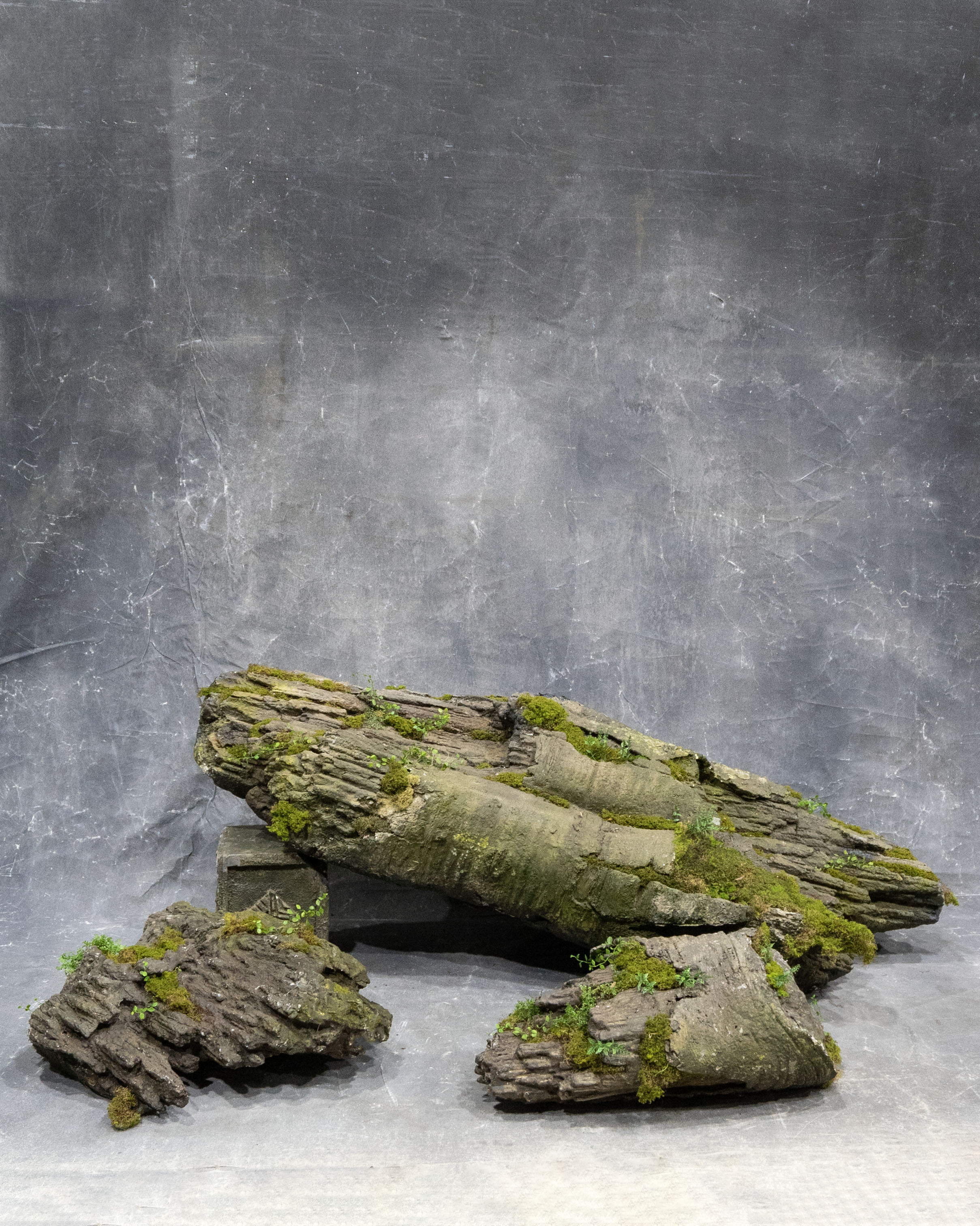 Rainforest Log
