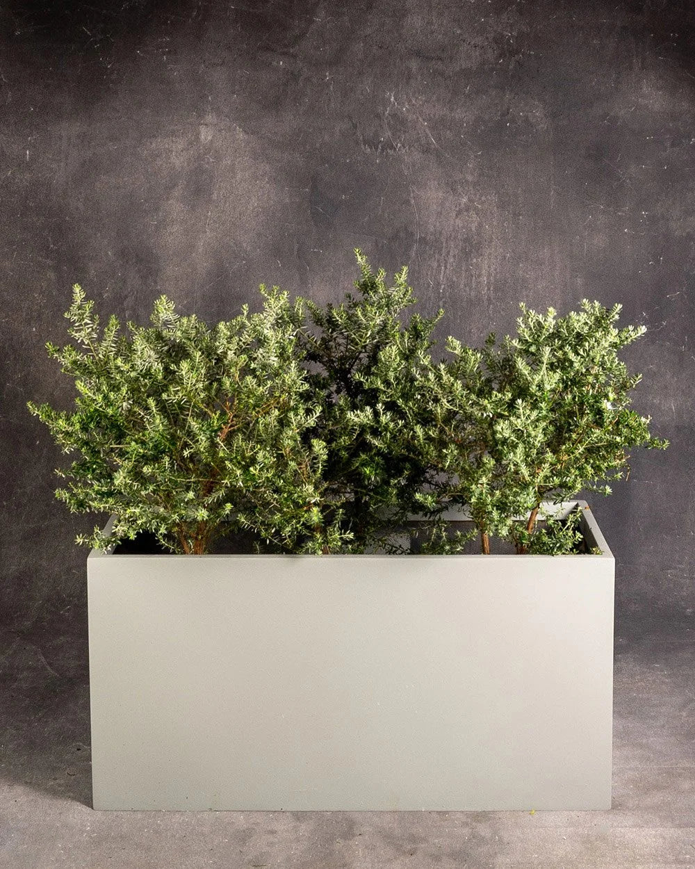 Coastal Rosemary in Planter Box