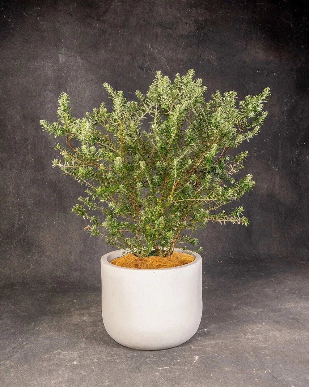 Coastal Rosemary (Westringia fruticosa)