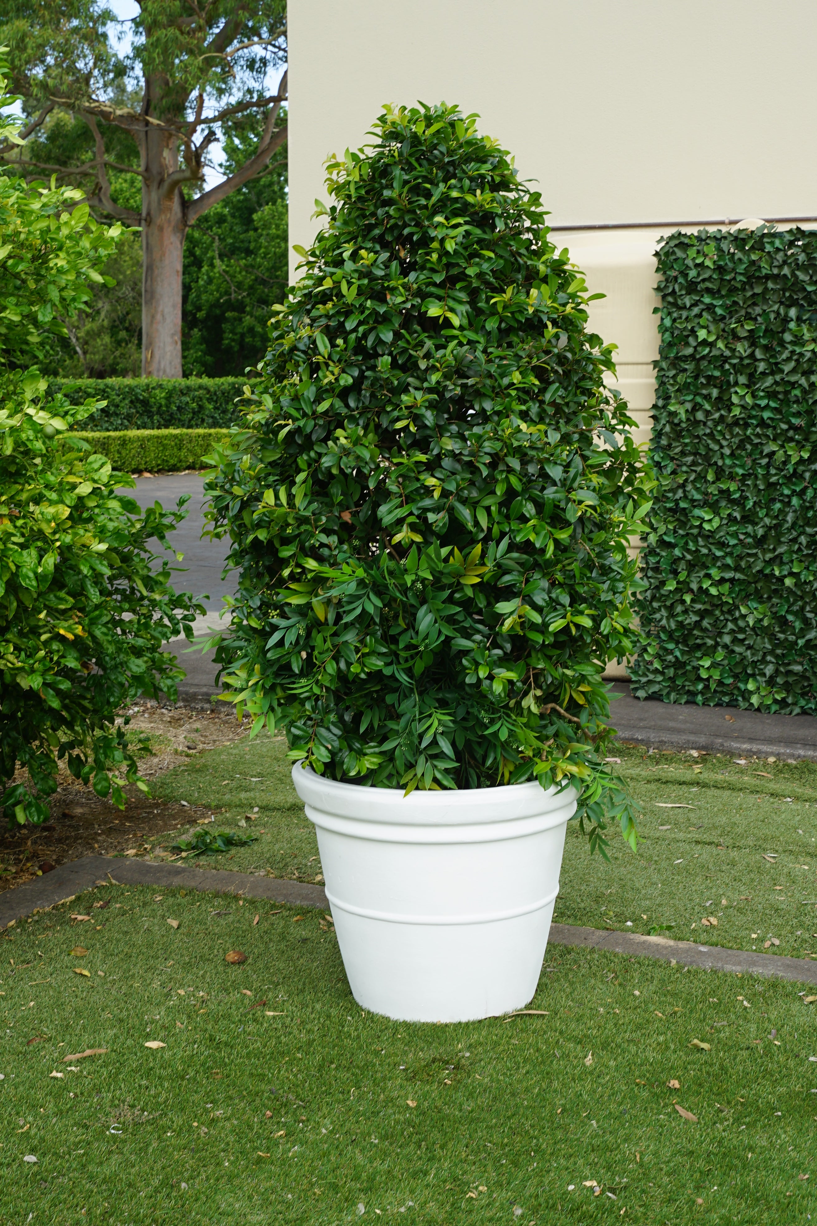 Lilly Pilly Topiary Cone