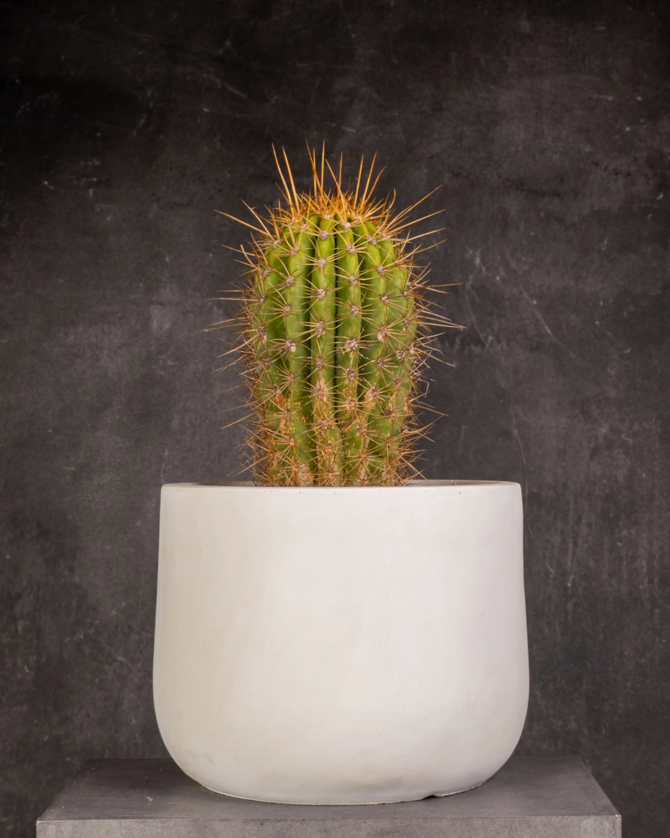 Cone Cactus