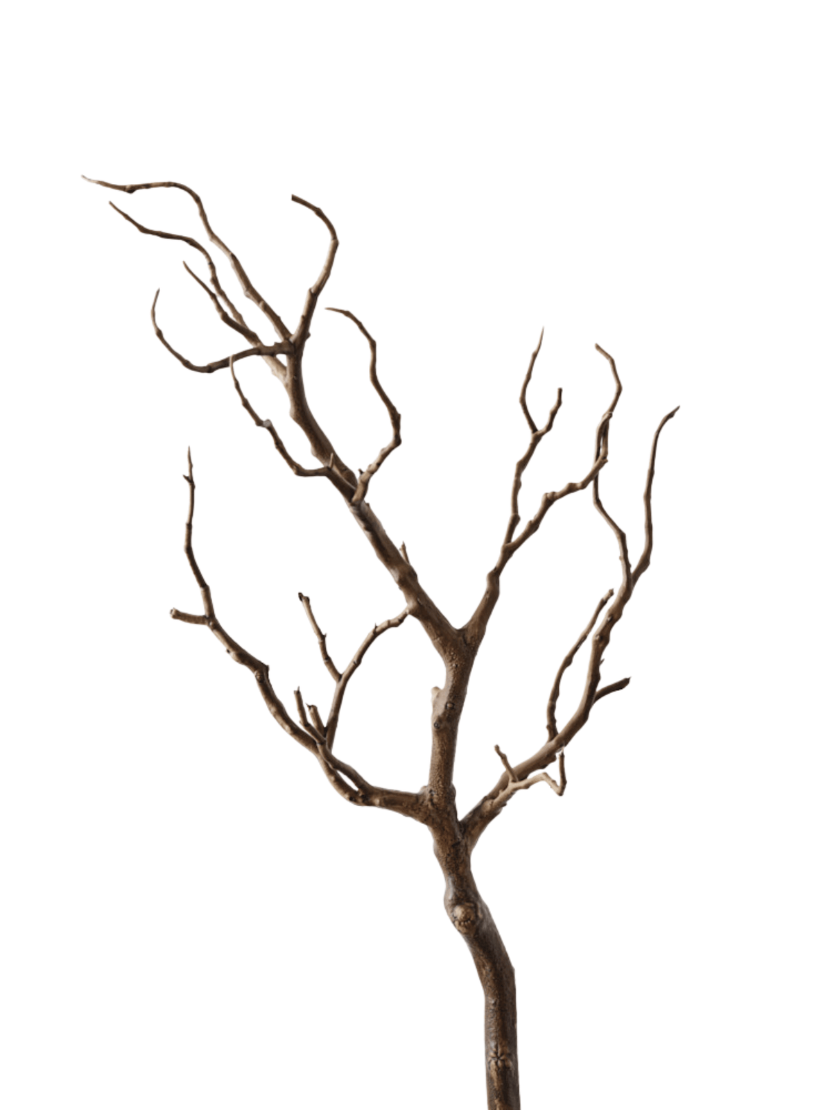 Coral Twig Branch