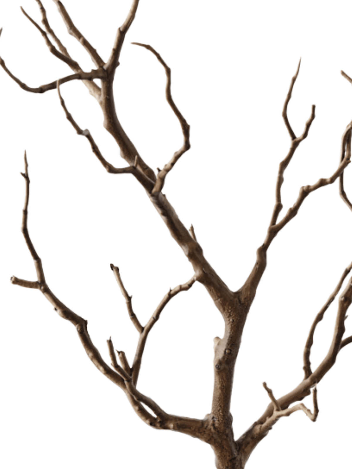 Coral Twig Branch