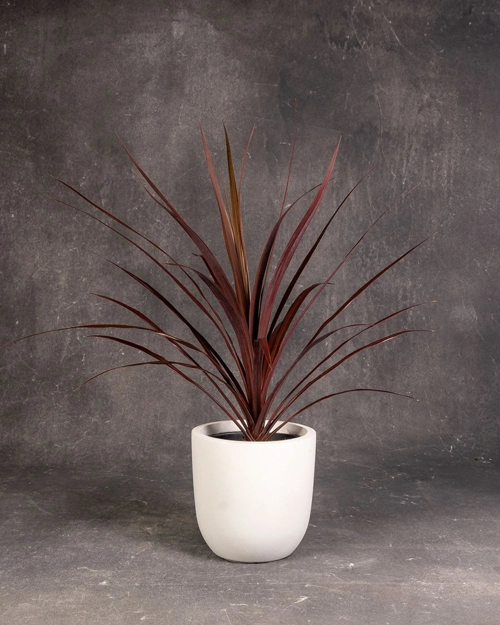 Cordyline Black Knight