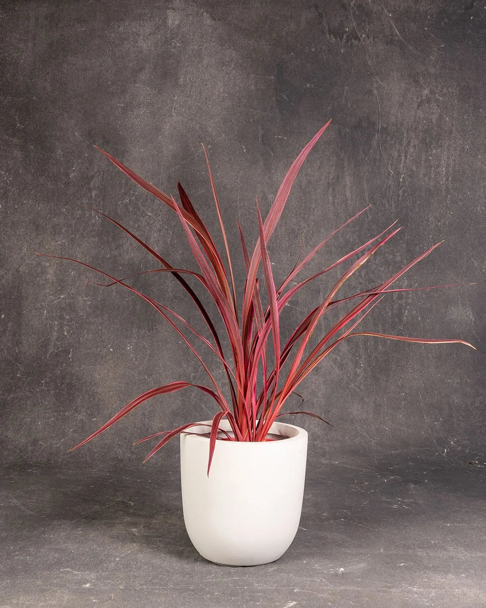 Cordyline Pink Passion