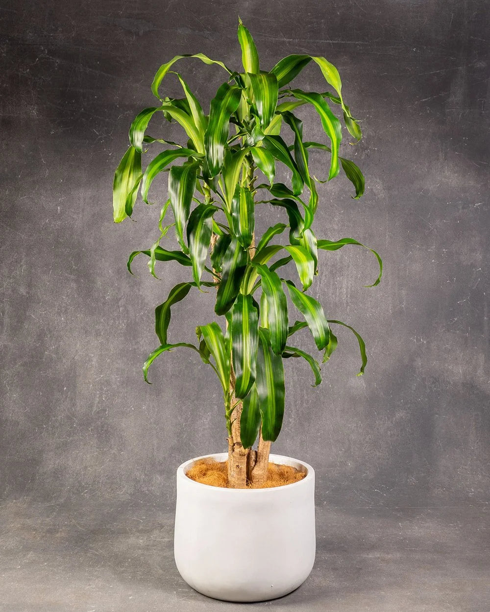 Happy Plant