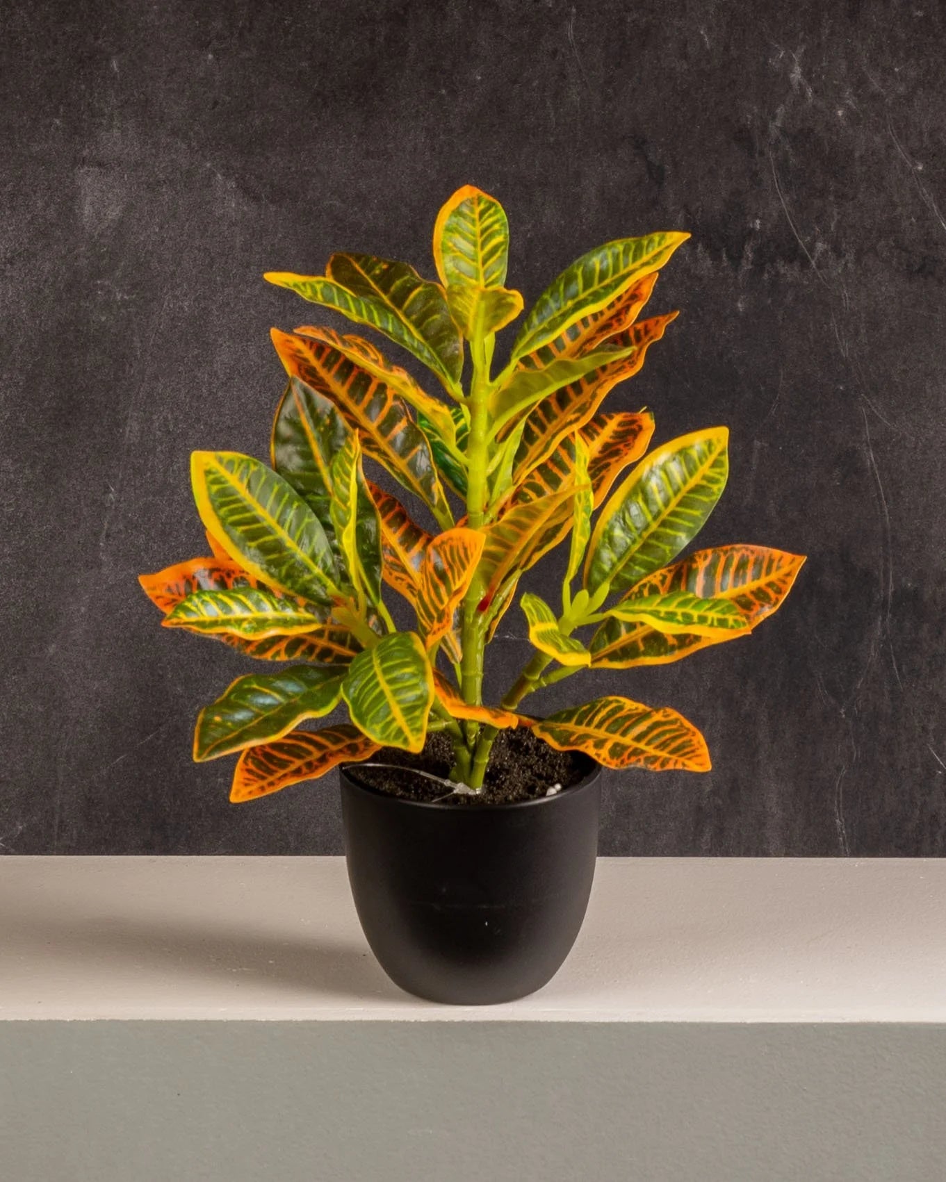 Croton