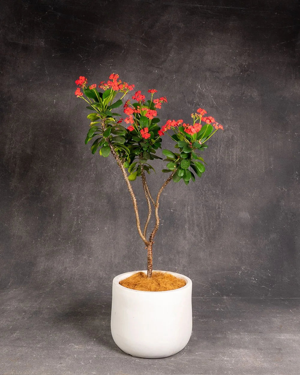 Crown of Thorns (Euphorbia milii) #1