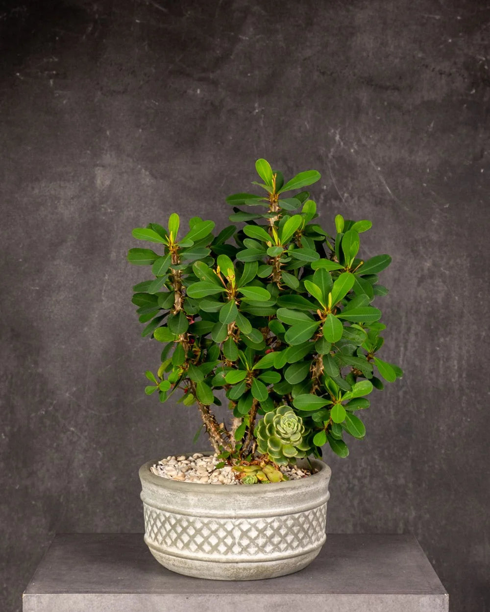 Crown of Thorns (Euphorbia milii) #2