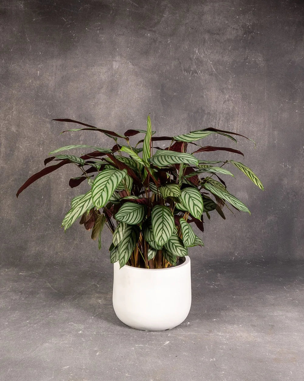 Ctenanthe Never Never Plant (Ctenanthe spp.)