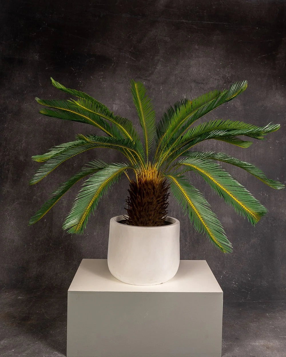 Cycad
