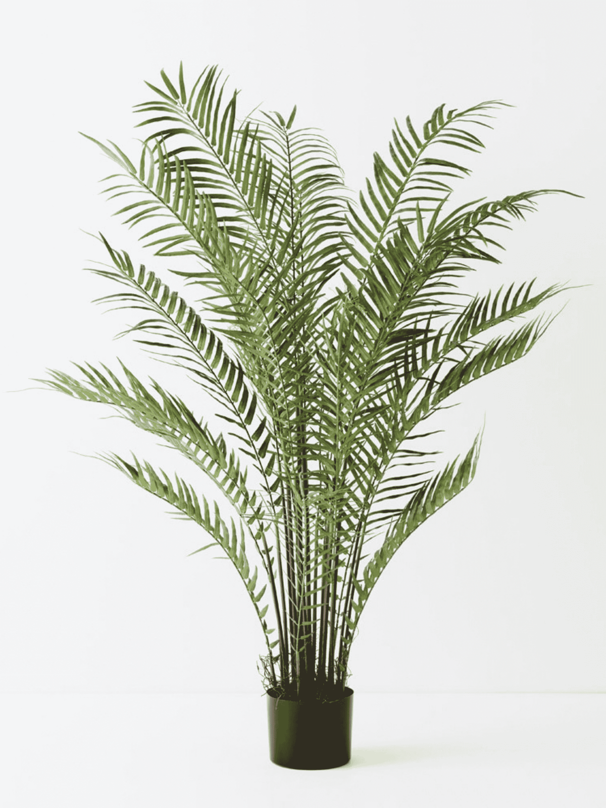 Date Palm Plant