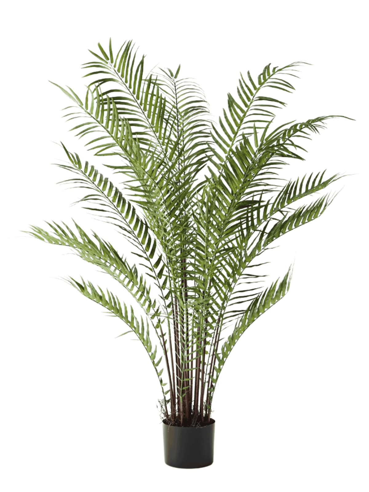 Date Palm Plant