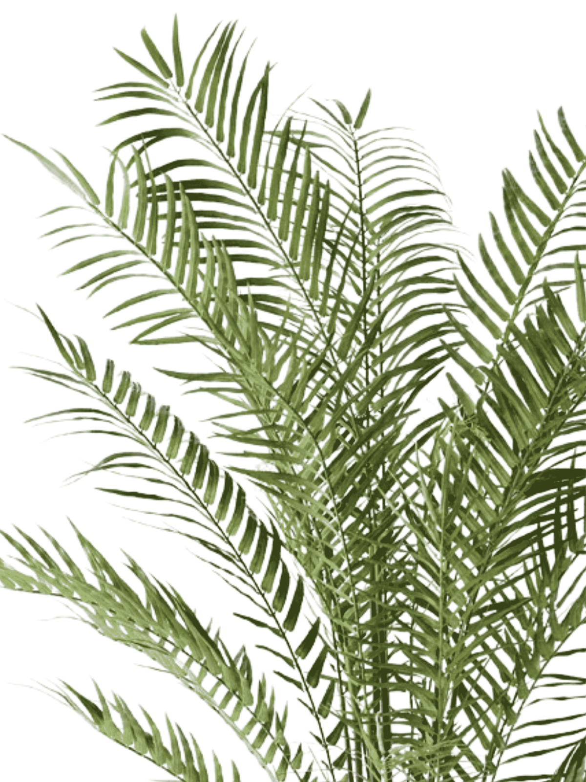 Date Palm Plant