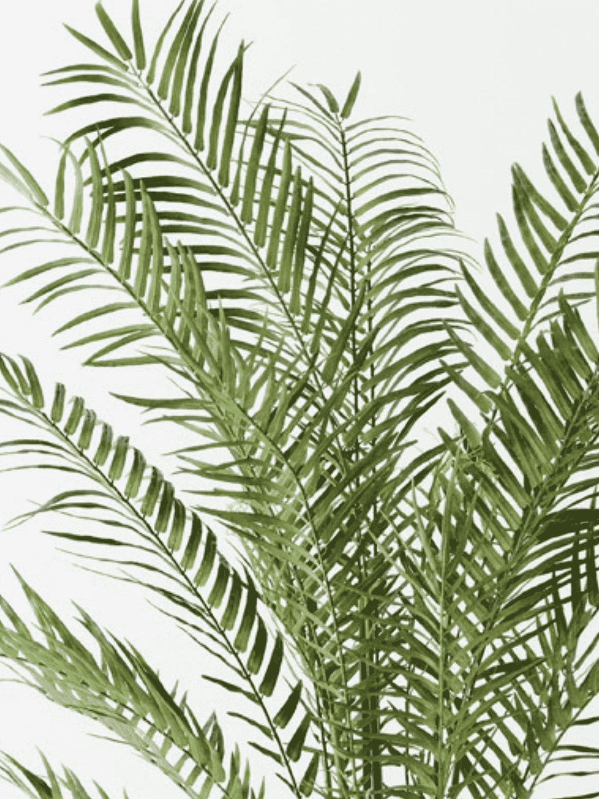 Date Palm Plant