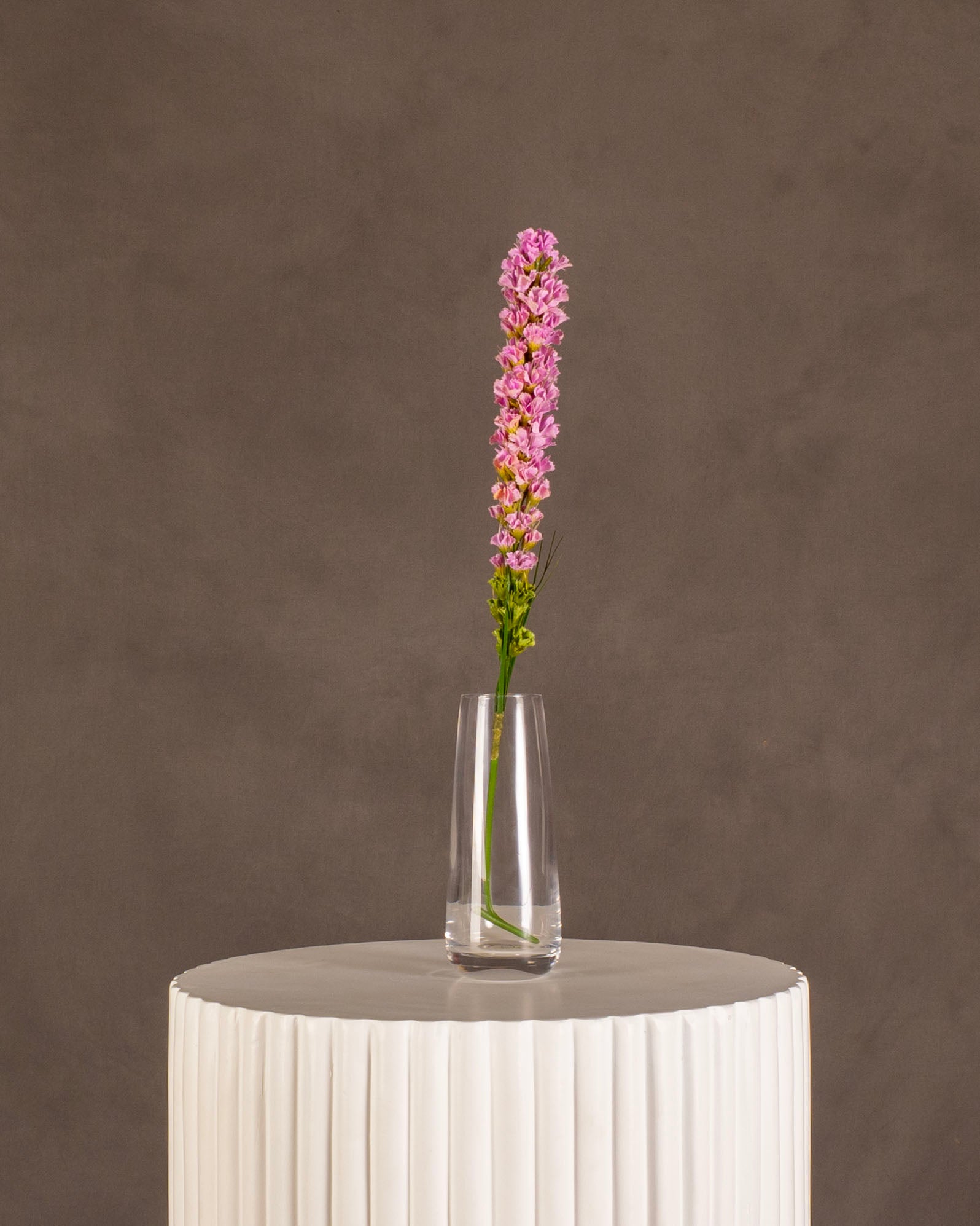 Delphinium