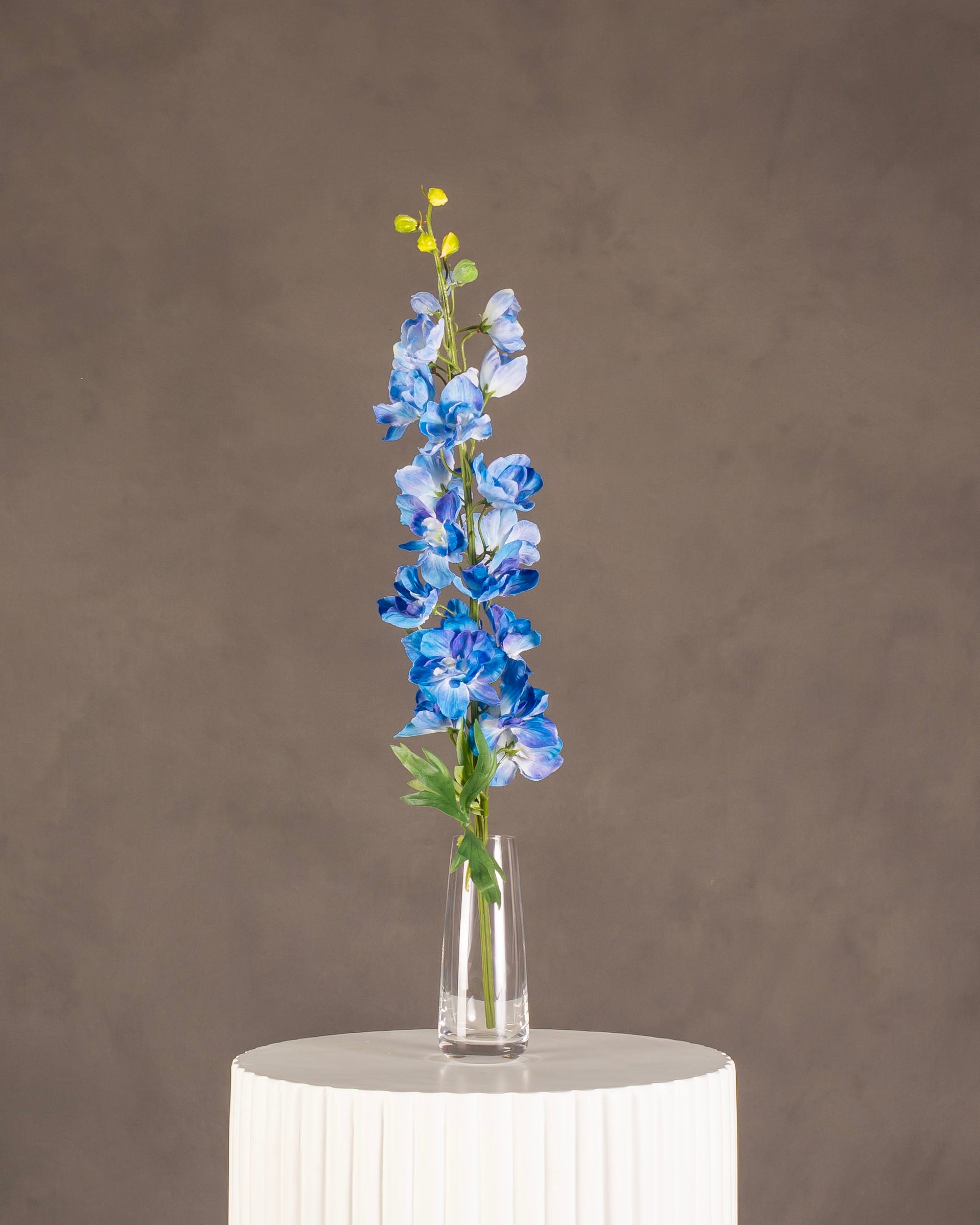 Delphinium