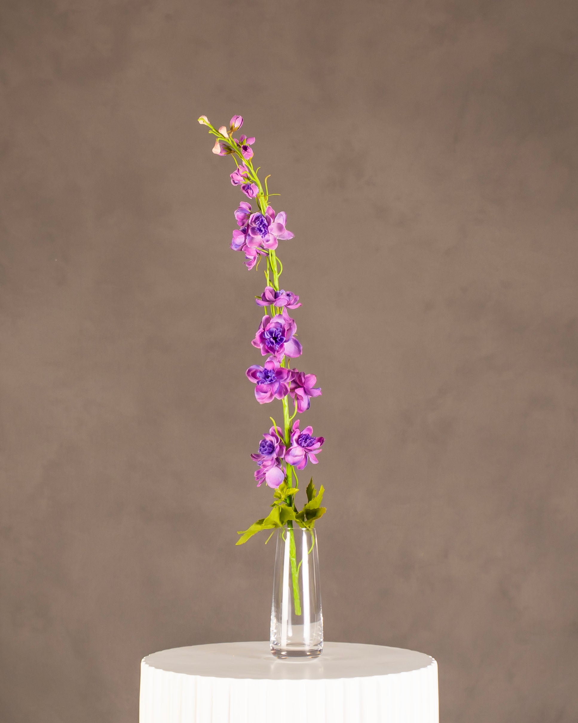 Delphinium