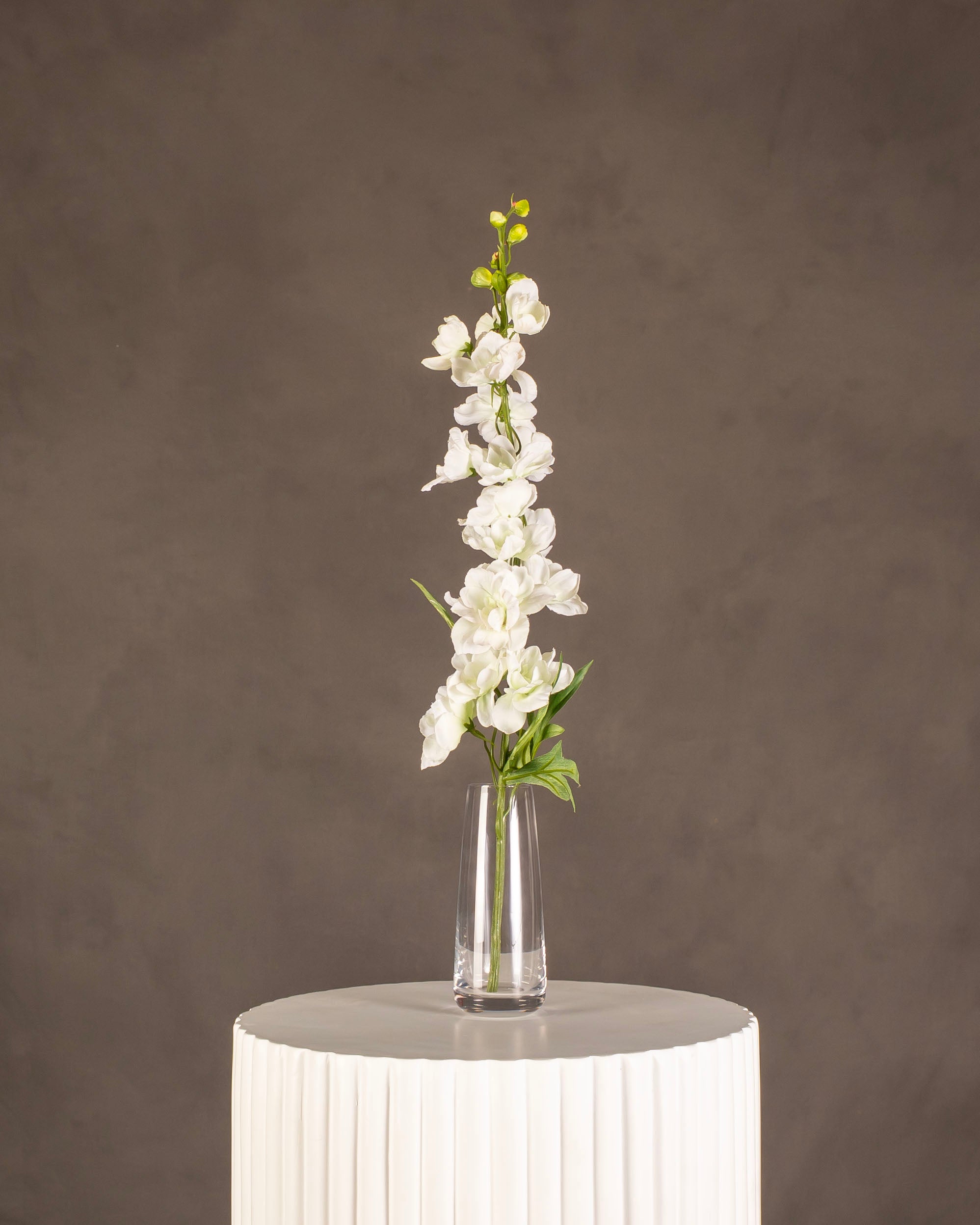 Delphinium
