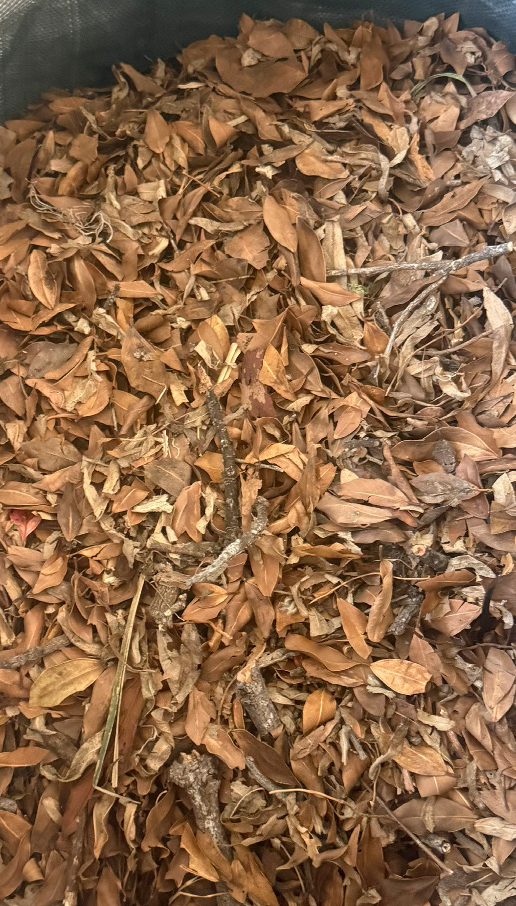 Detritus