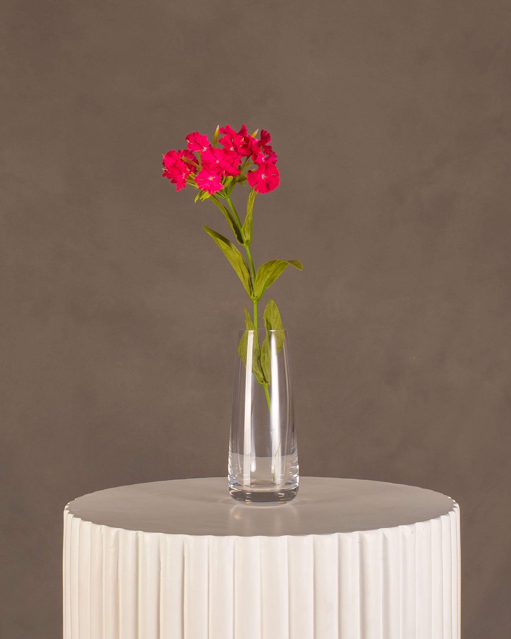 Dianthus