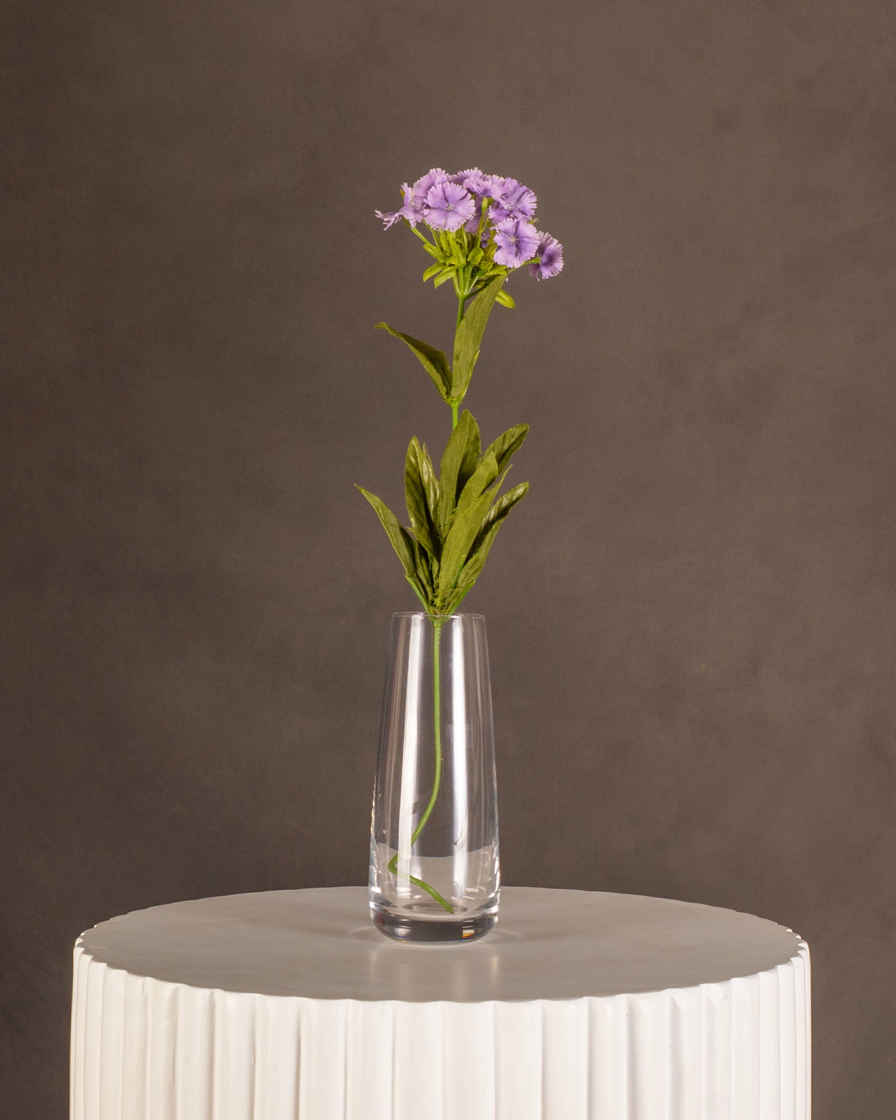 Dianthus