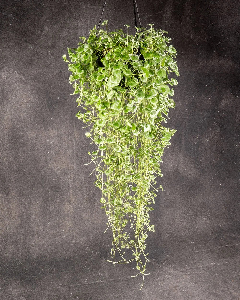 Silver Ponysfoot (Dichondra repens)