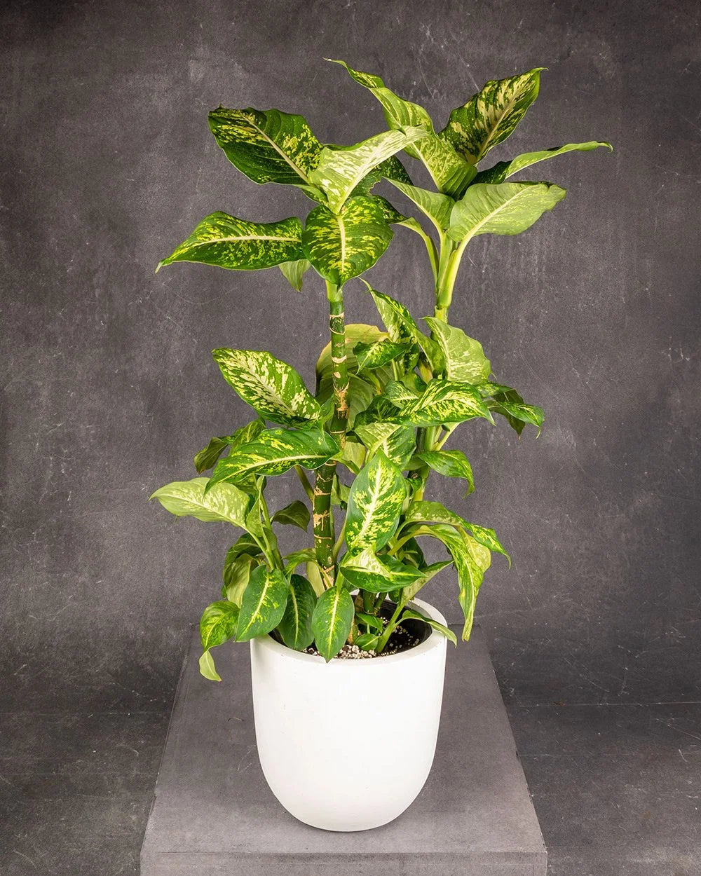 Dieffenbachia #2