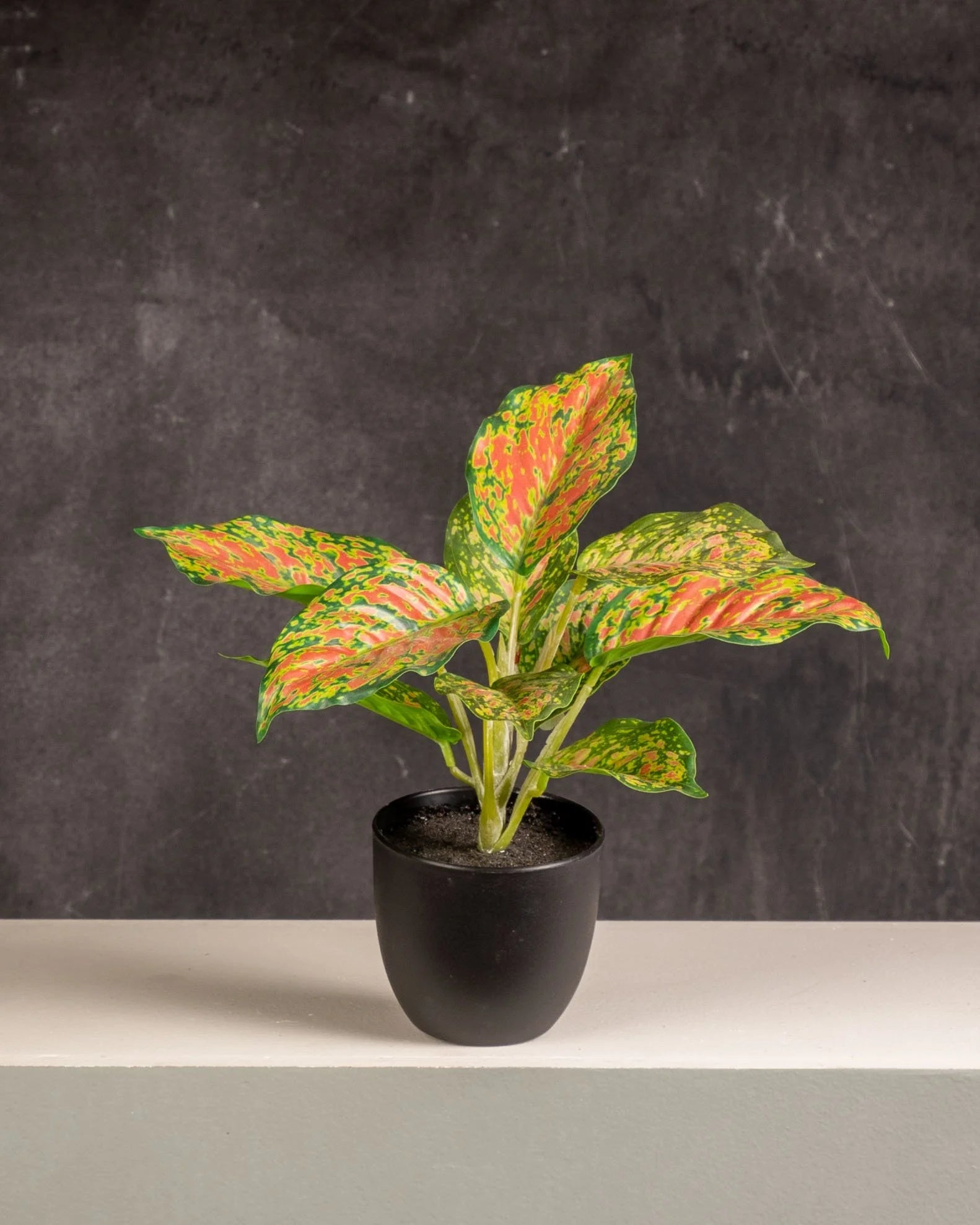 Dieffenbachia