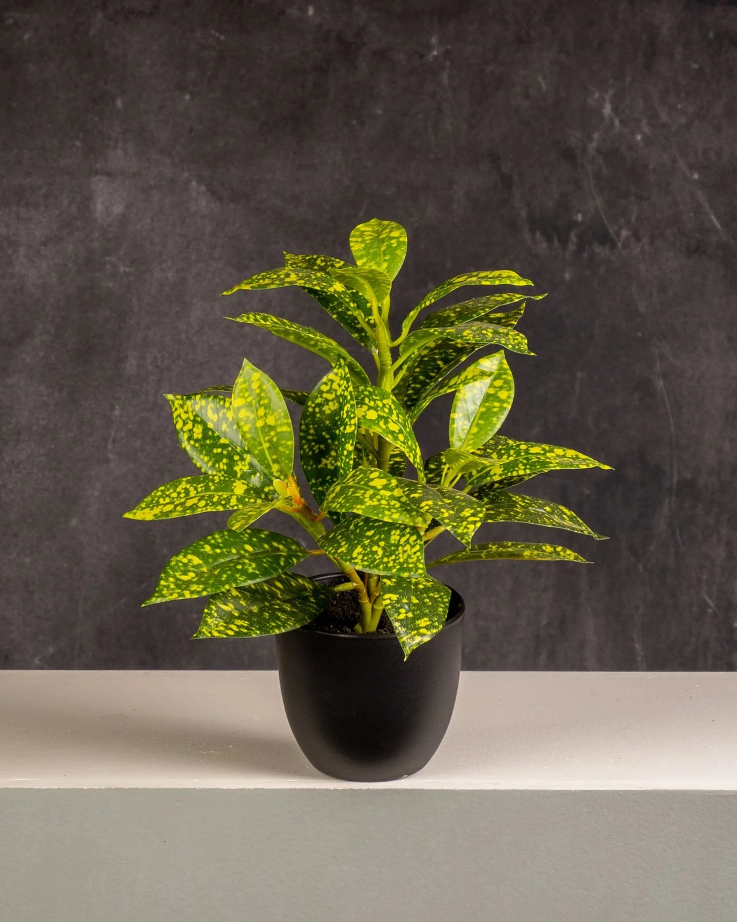 Dieffenbachia