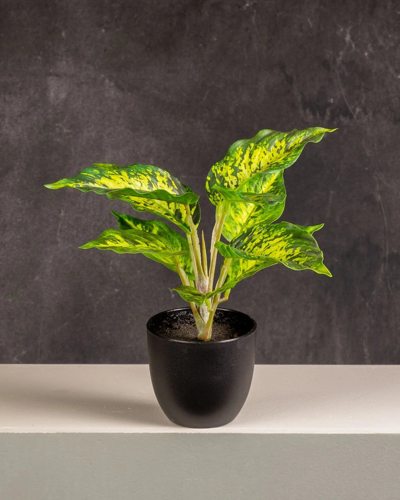 Dieffenbachia Variegated