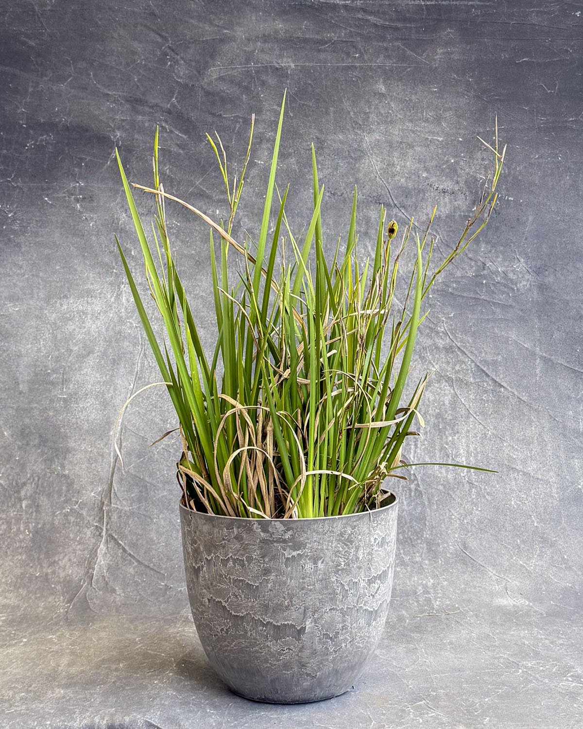 Lomandra Lime Tuff
