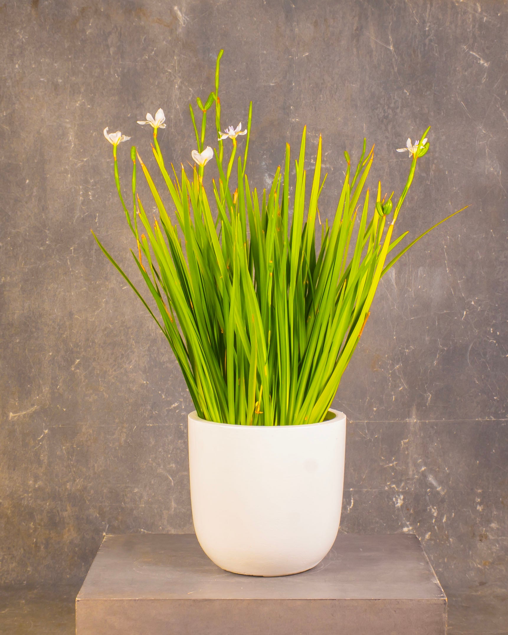Dietes grandiflora