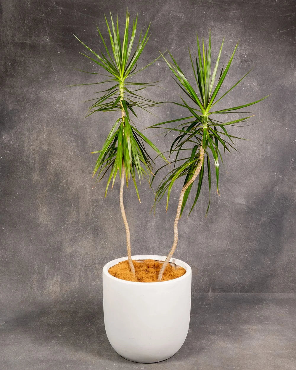 Dracaena