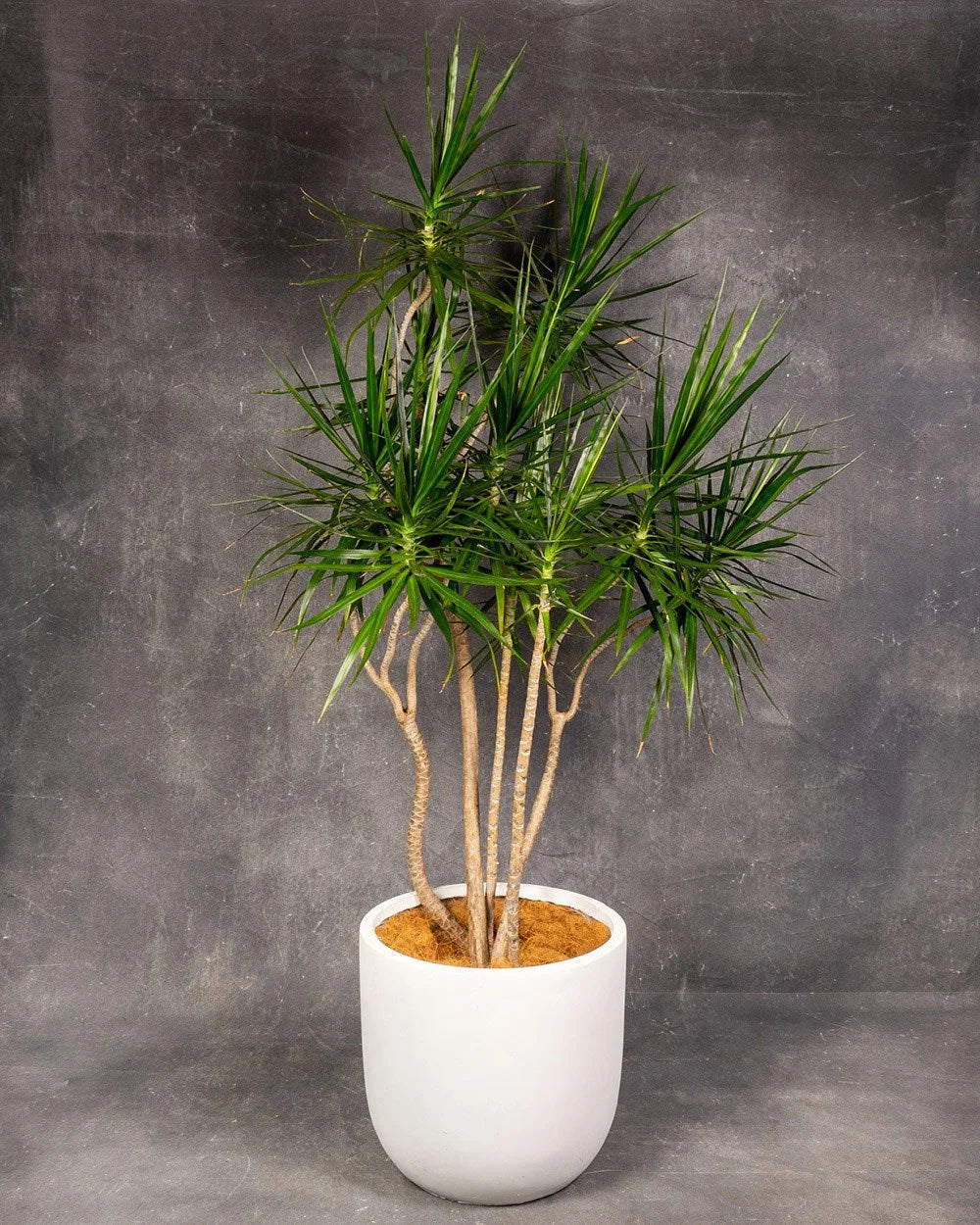 Dracaena