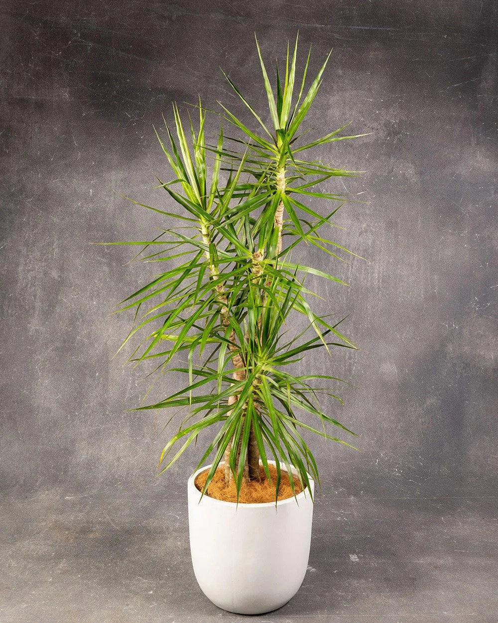 Dracaena