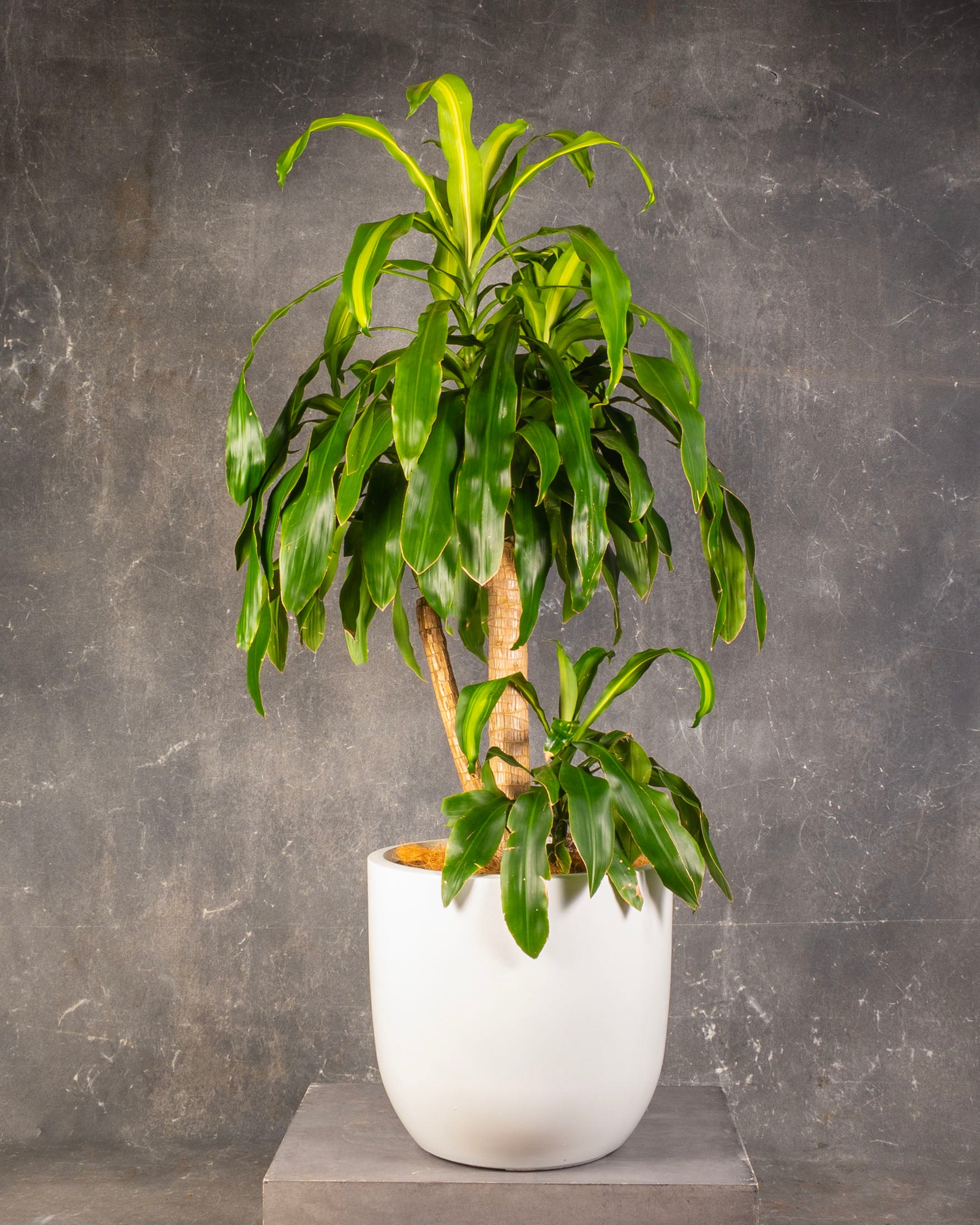 Happy Plant