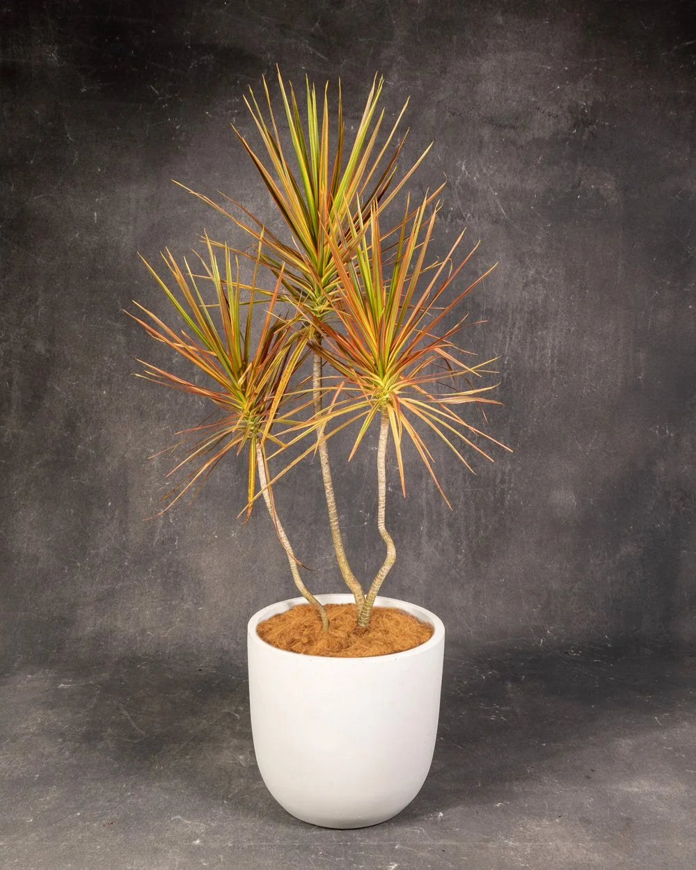 Dracaena Tri Colour (Dracaena marginata)