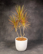 Dracaena Tri Colour (Dracaena marginata)