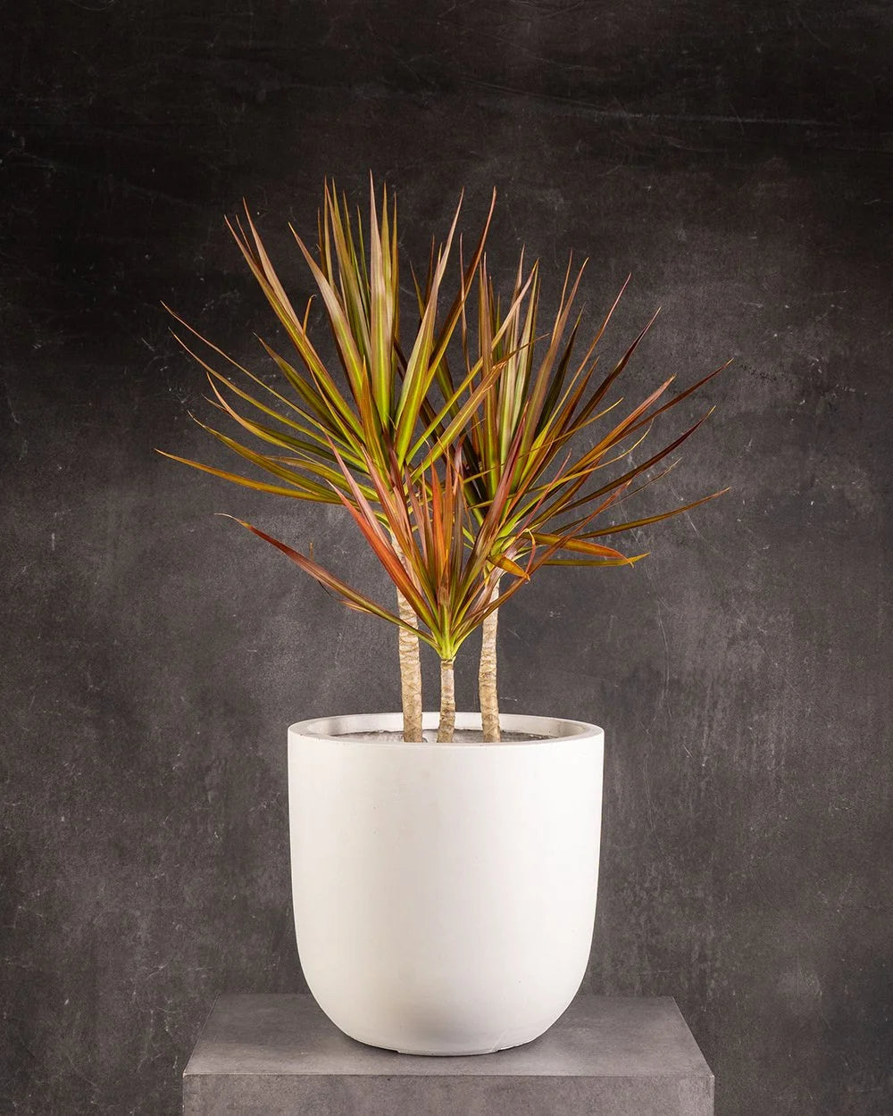 Dracaena Tri Colour (Dracaena marginata)