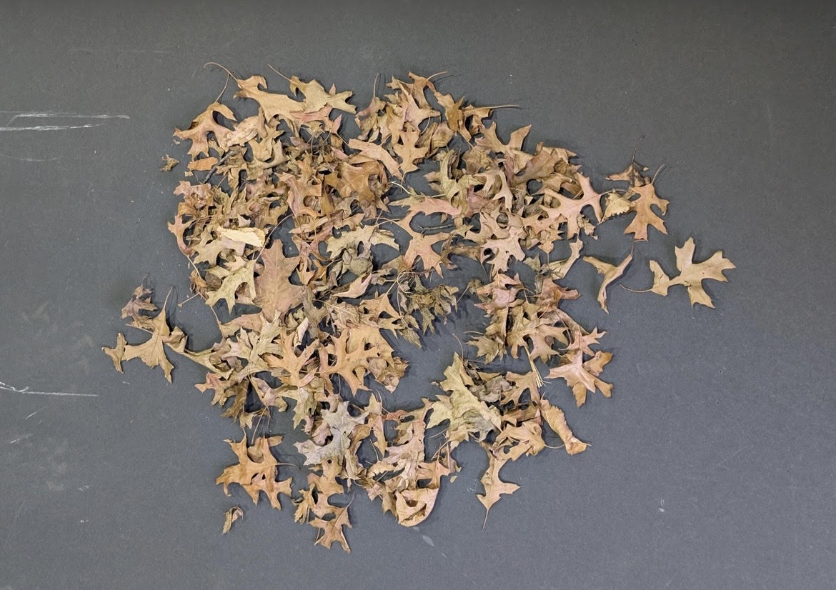 Autumn Leaves