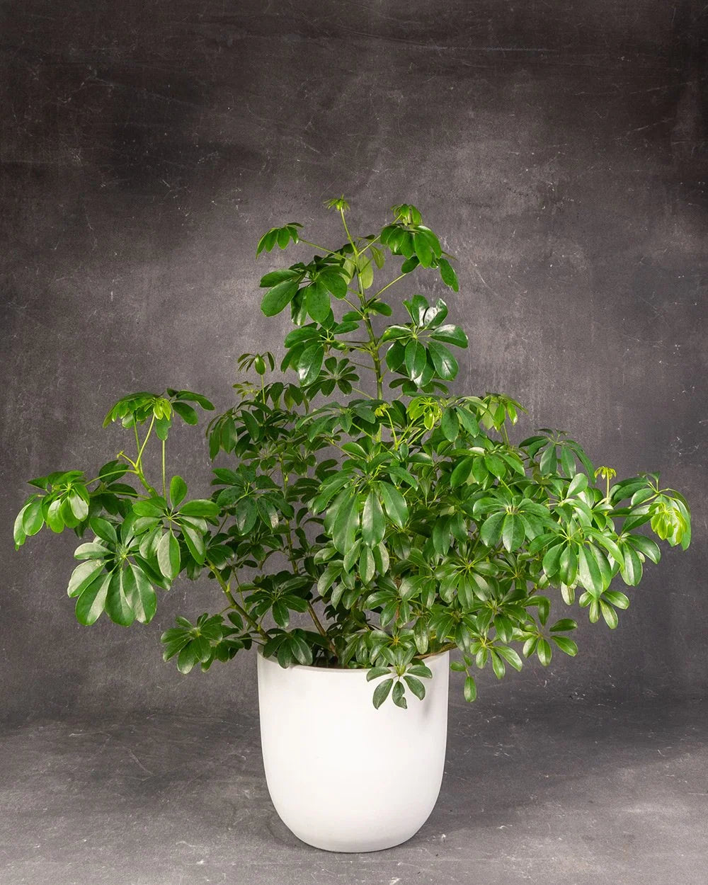 Dwarf Umbrella Plant (Schefflera arboricola)